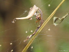 Nihonhimea tesselata
