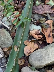 Selenicereus triangularis