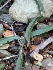 Selenicereus triangularis