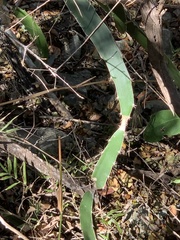 Selenicereus triangularis