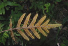 Pleopeltis thyssanolepis