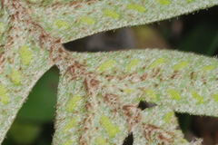 Pleopeltis thyssanolepis