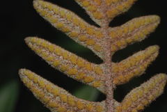 Pleopeltis thyssanolepis