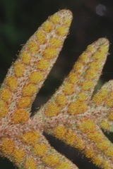 Pleopeltis thyssanolepis