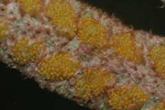 Pleopeltis thyssanolepis