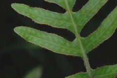 Pleopeltis thyssanolepis