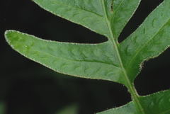 Pleopeltis thyssanolepis