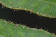 Pleopeltis thyssanolepis