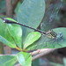 Hong Kong Clubtail - Photo (c) johnallcock, some rights reserved (CC BY-NC), uploaded by johnallcock