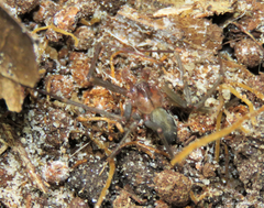 Loxosceles amazonica