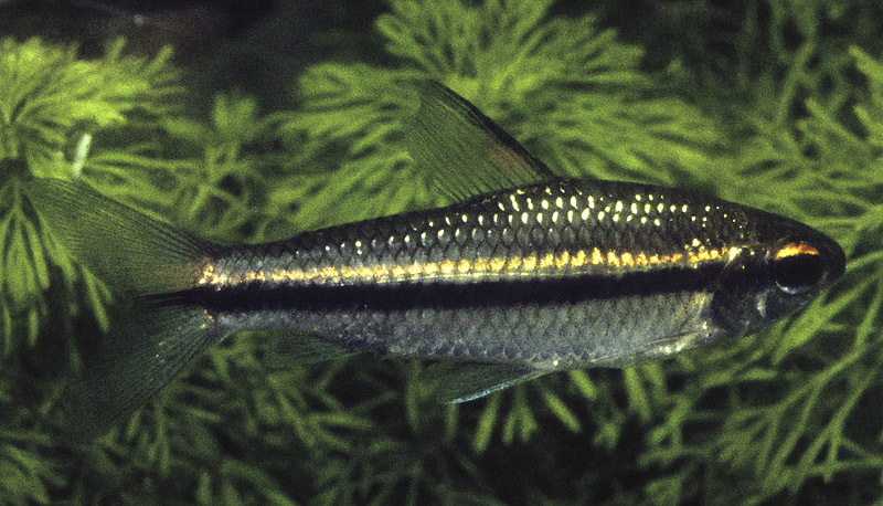Onestriped African Characin