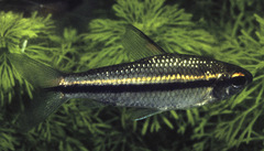 Onestriped African Characin photo 1