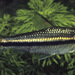 One-lined African Tetra - Photo (c) François Libert, some rights reserved (CC BY-SA)