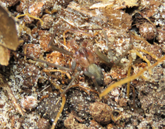 Loxosceles amazonica