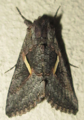 Vittaplusia vittata