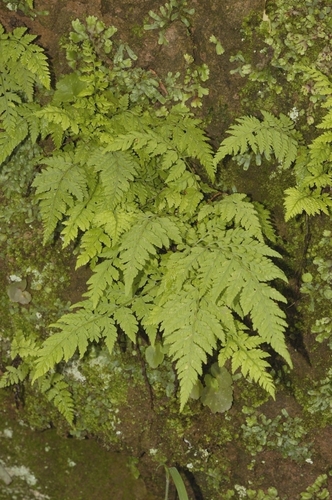 Dryopteris cinnamomea, 2011-08-26