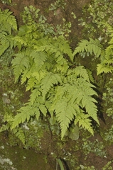 Dryopteris cinnamomea
