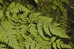 Dryopteris cinnamomea