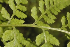 Dryopteris cinnamomea