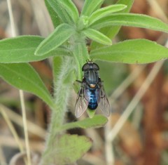 Helophilus hochstetteri