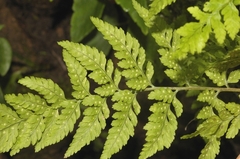 Dryopteris cinnamomea