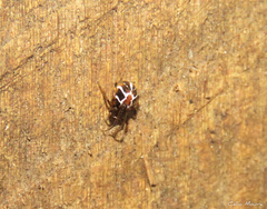 Nihonhimea tesselata