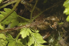 Dryopteris cinnamomea