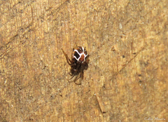 Nihonhimea tesselata