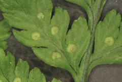 Dryopteris cinnamomea