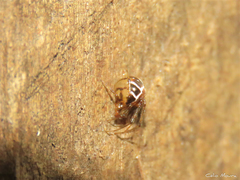 Nihonhimea tesselata