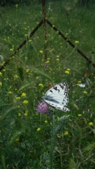 Melanargia arge