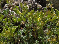 Draba asterophora asterophora