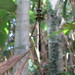 Macromidia rapida - Photo (c) johnallcock, algunos derechos reservados (CC BY-NC), subido por johnallcock