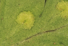 Dryopteris cinnamomea