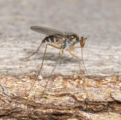 Arachnomyia