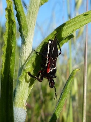 Apiomerus californicus