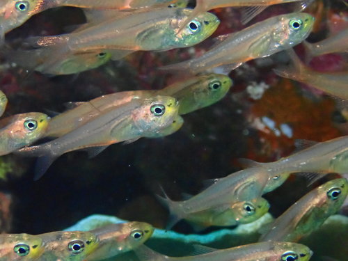 Zwartsnuit-kardinaalbaars (Verulux cypselurus) — Apogonidae