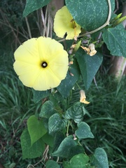 Ipomoea ochracea