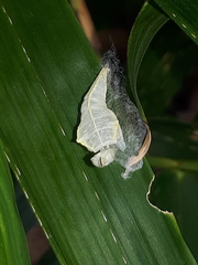 Appias libythea olferna