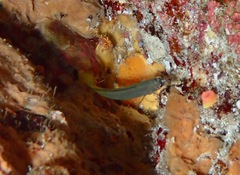 Amsichthys knighti