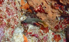 Amsichthys knighti