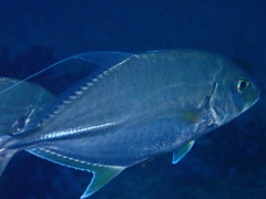 Carangichthys oblongus