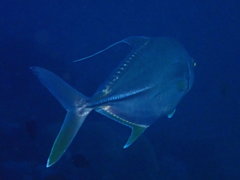 Carangichthys oblongus