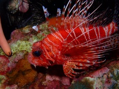 Pterois mombasae