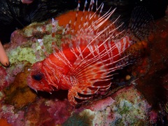 Pterois mombasae