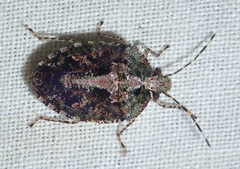 Eurystethus