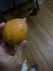 Passiflora ligularis