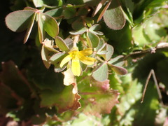 Oxalis pilosa