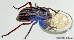 Epipedonota nitida