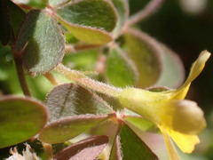 Oxalis pilosa